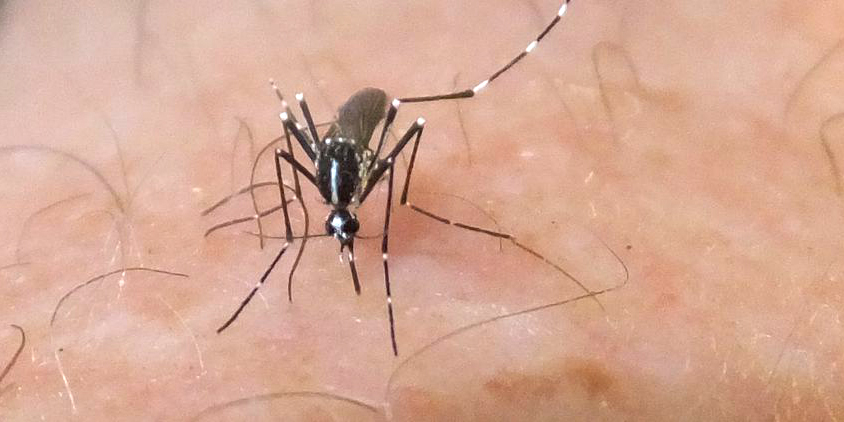 Aedes albopictus (Skuse, 1894) observé par un utilisateur anonyme de Mosquito Alert à Sant Celoni, Catalogne, Espagne