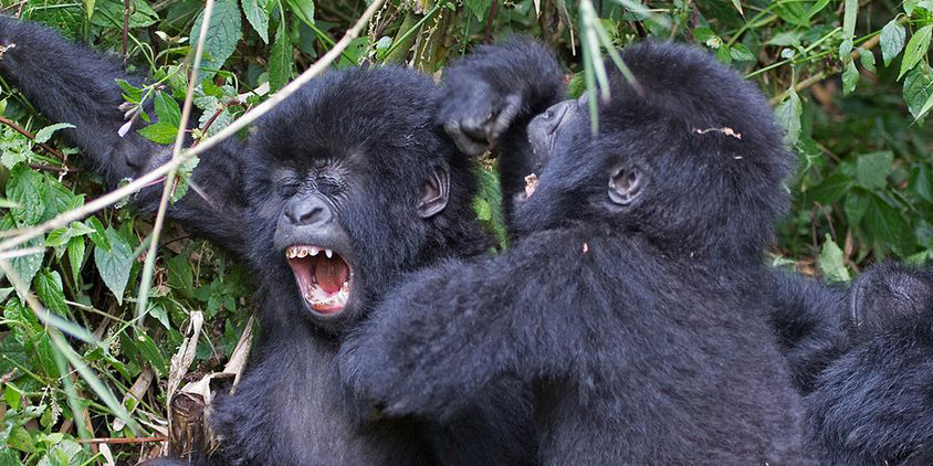 Gorilles de montagne Gorilla beringei © Laura Keene iNaturalist