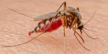 Aedes scapularis , observé au Brésil, 2022 César Favacho via iNaturalist