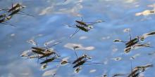 L'araignée d'eau commune ( Aquarius remigis ), observée aux États-Unis. Photo 2020 iamlivy via iNaturalist Research-grade Observations