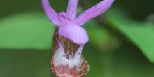 Orchidée Calypso (Calypso bulbosa)